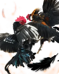 ชนไก่ GA28